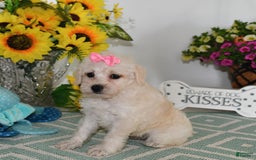 Schnoodle dogs for sale: Lily - Image 5