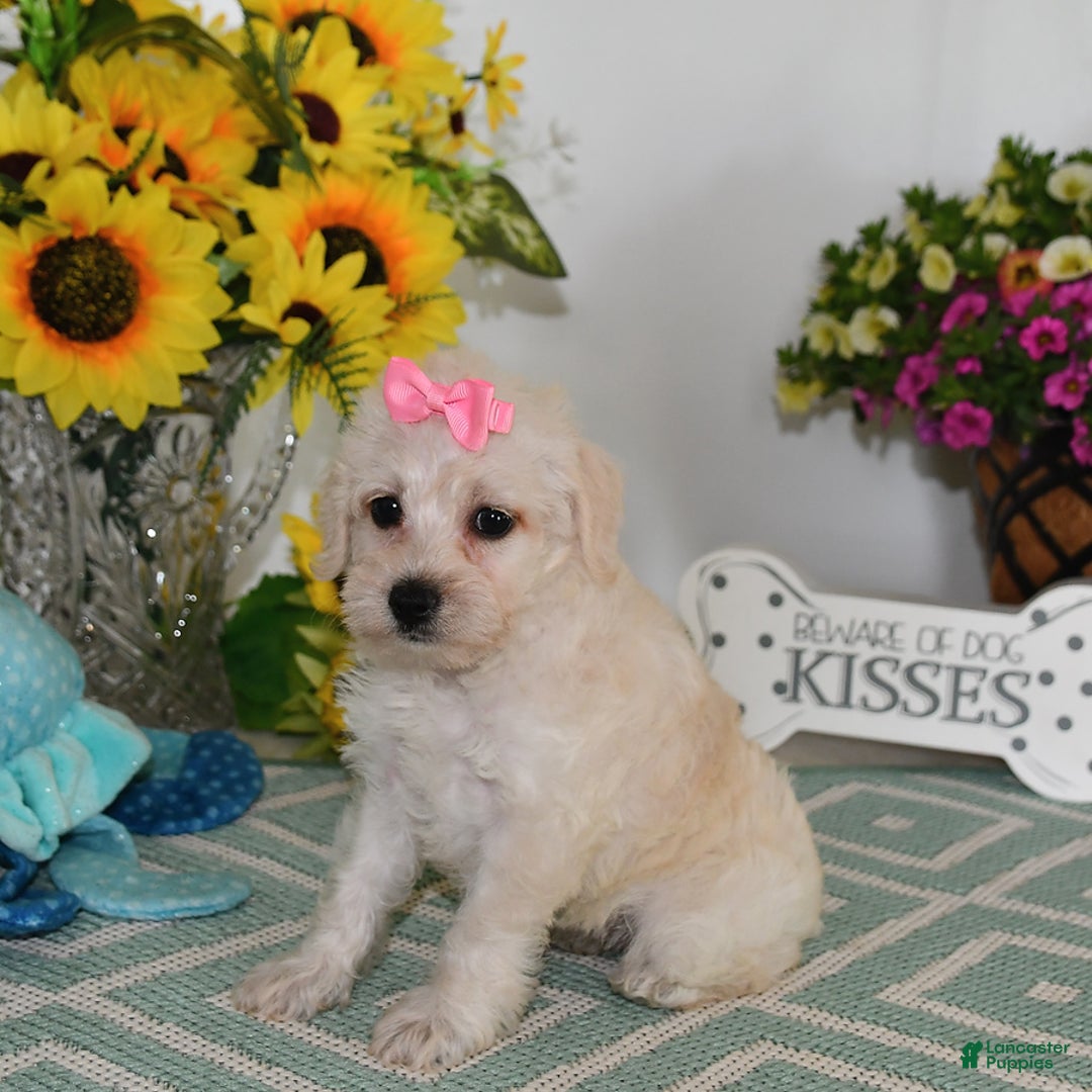 Schnoodle dogs for sale: Lily - Image 5