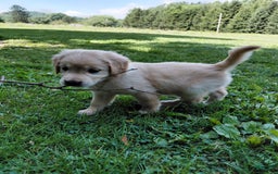 Golden Retriever dogs for sale: Prairie - Image 14