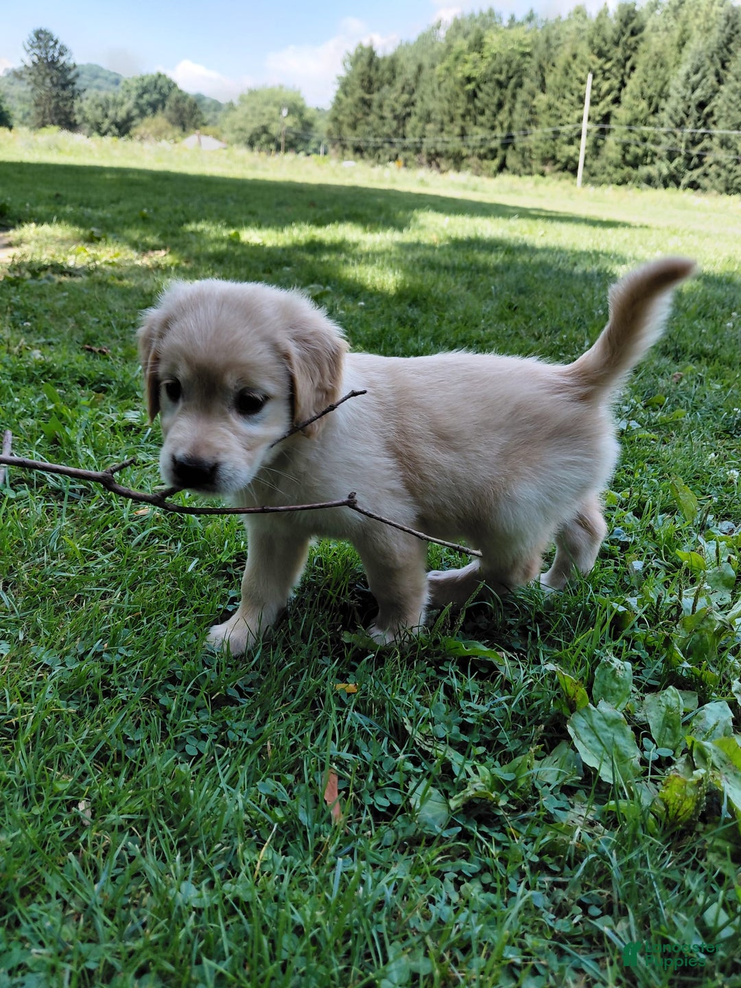 Golden Retriever dogs for sale: Prairie - Image 14