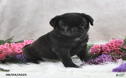 Pug dogs for sale: Sanford - Image 2
