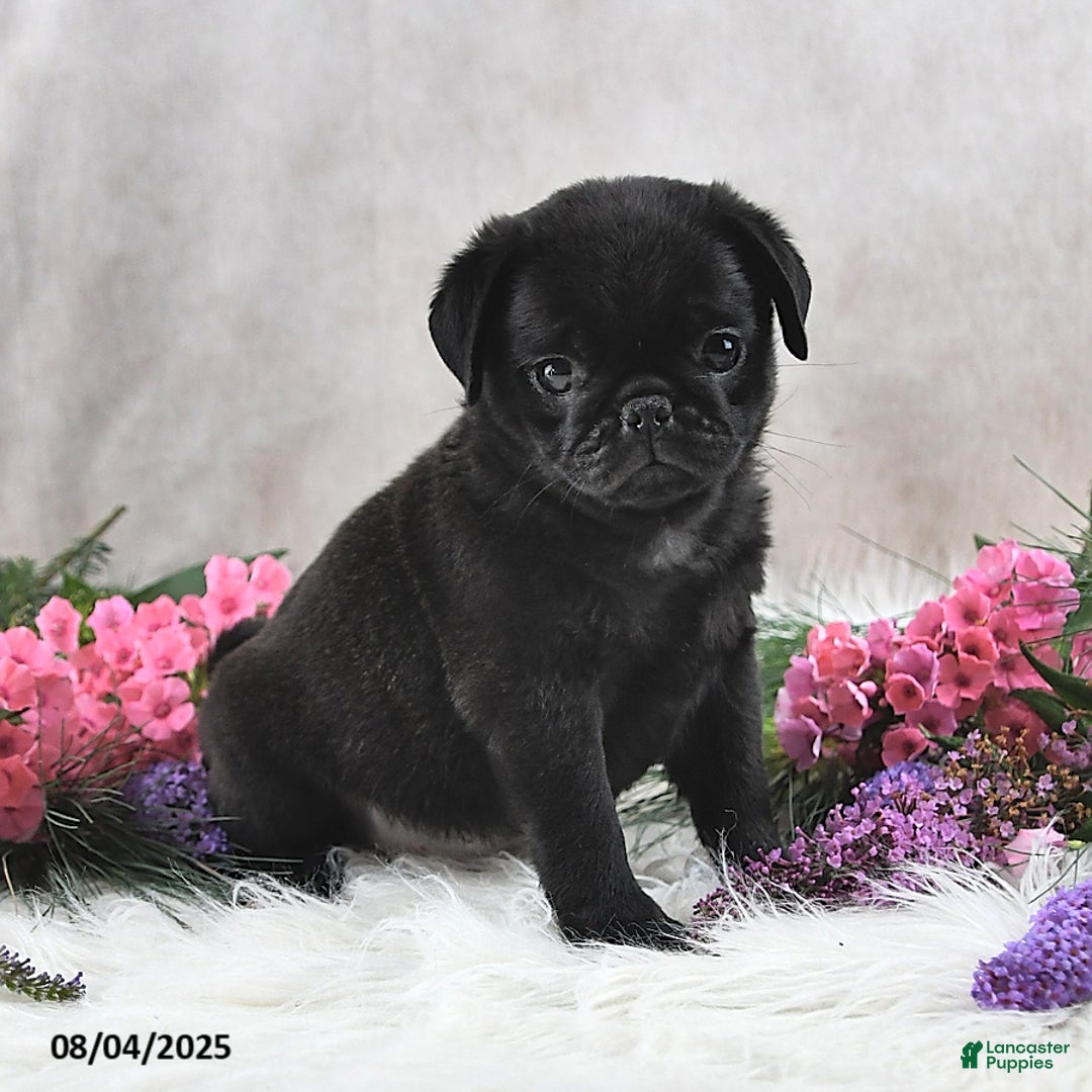 Pug dogs for sale: Sanford - Image 2