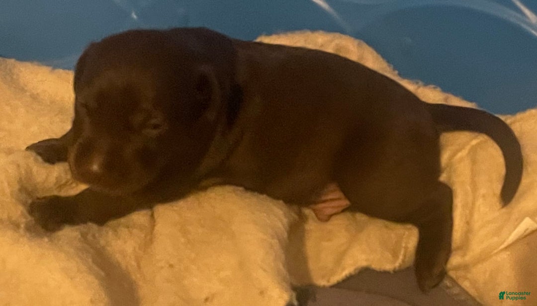 Labrador Retriever dogs for sale: Berny - Image 1
