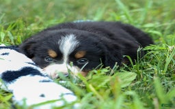 Bernese Mountain Dog dogs for sale: Seth - Image 1