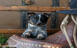 Australian Cattle Dog dogs for sale: Cream Sickle - Image 1