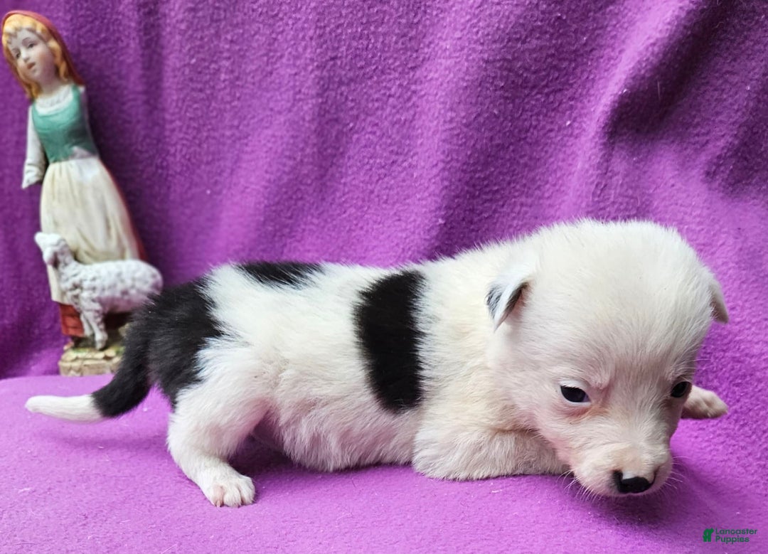 Border Collie dogs for sale: Dreami - Image 3