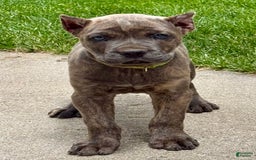 Cane Corso dogs for sale: Becca - Image 2