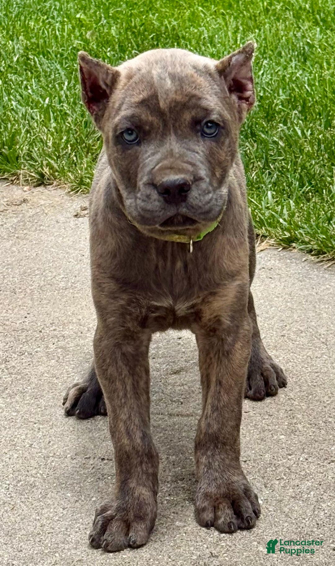 Cane Corso dogs for sale: Becca - Image 2