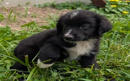 Miniature Australian Shepherd dogs for sale: Funnel Cake - Image 5