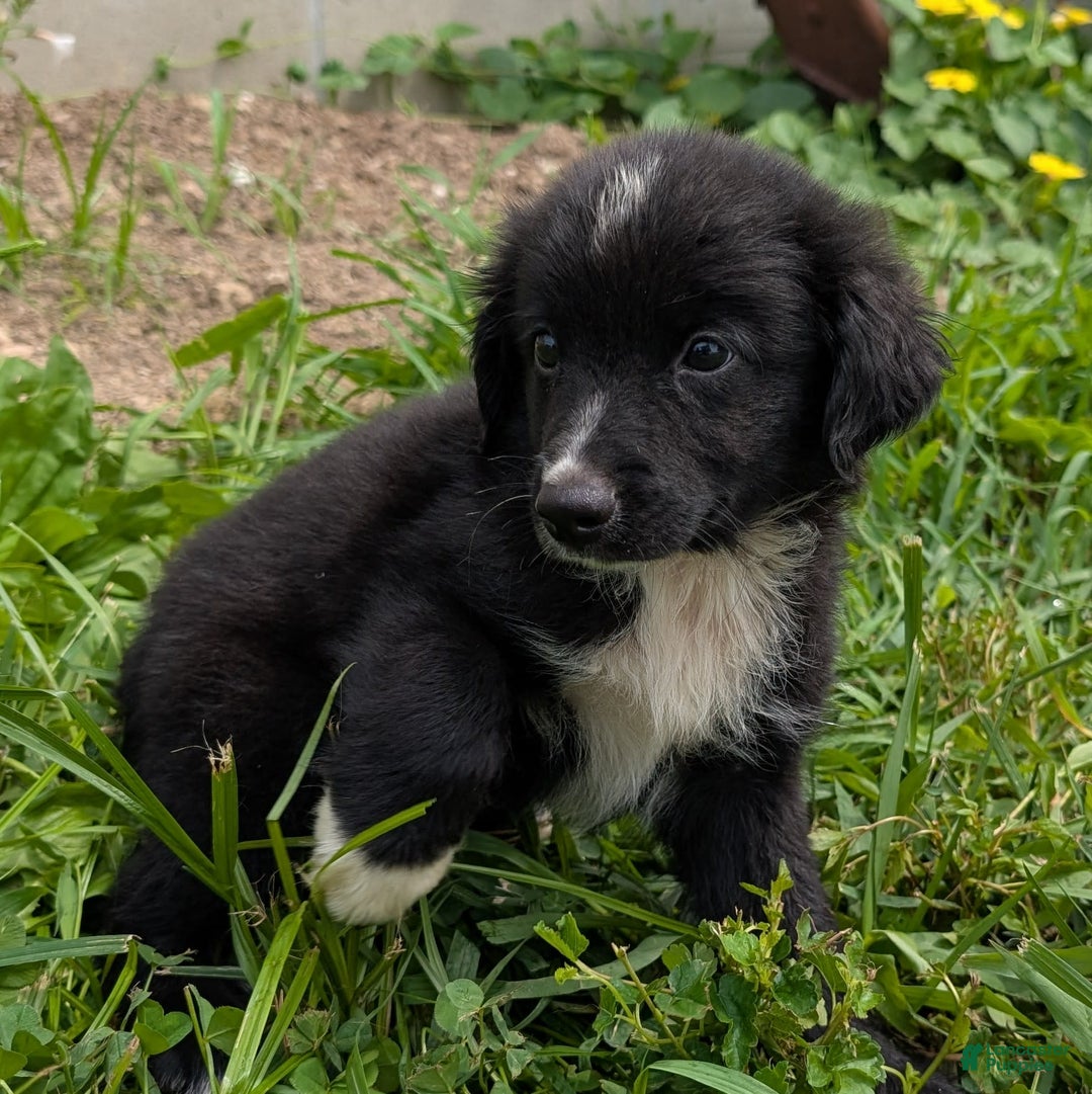Miniature Australian Shepherd dogs for sale: Funnel Cake - Image 5