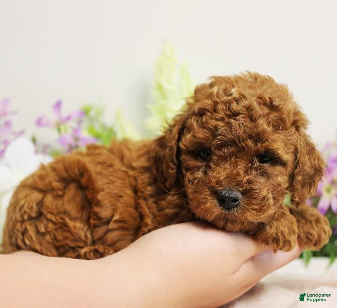 Toy Poodle dogs for sale: Sunshine - Image 7