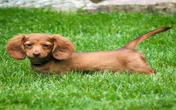 Miniature Dachshund dogs for sale: Crystal - Image 9