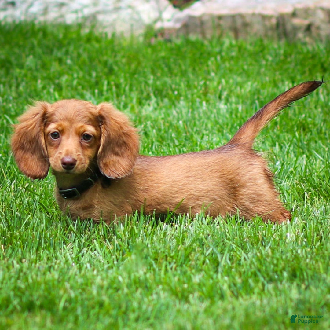 Miniature Dachshund dogs for sale: Crystal - Image 9