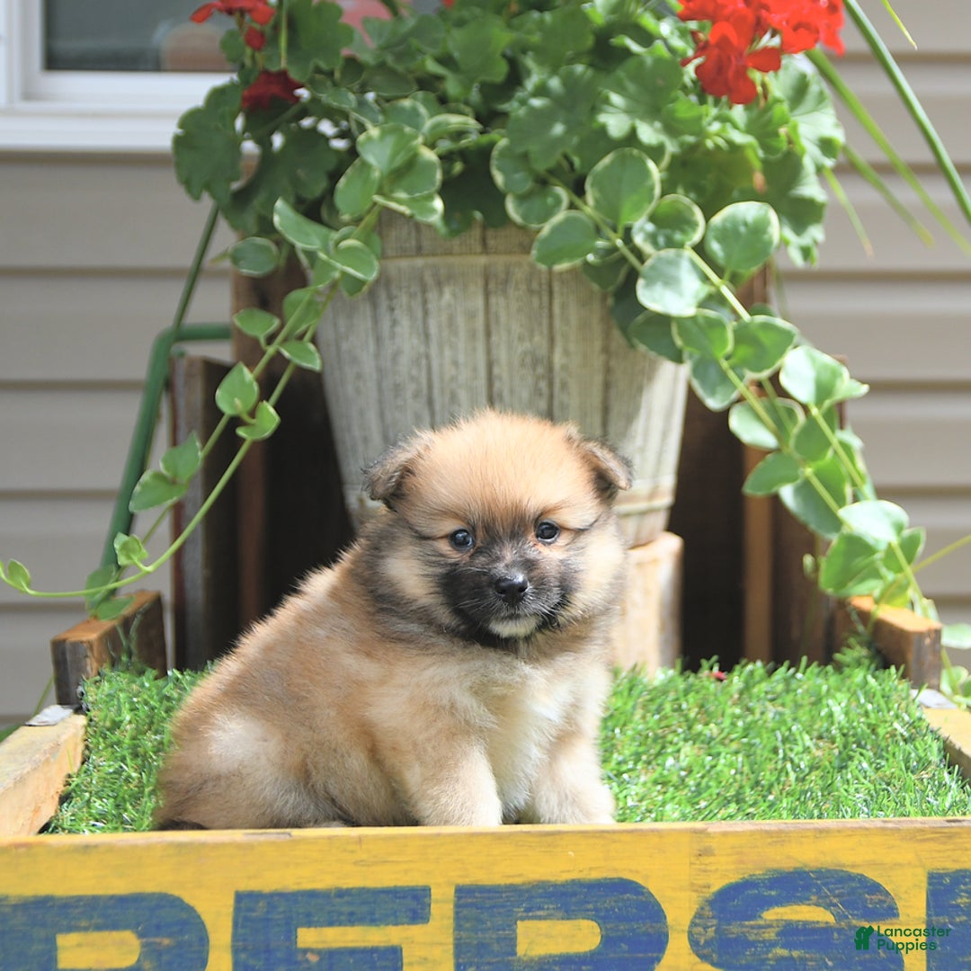 Pomeranian dogs for sale: Abe - Image 5