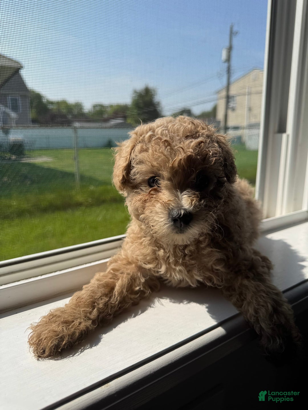 Toy Poodle dogs for sale: Phoenix - Image 1
