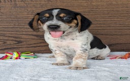 Beagle dogs for sale: Riley - Image 11
