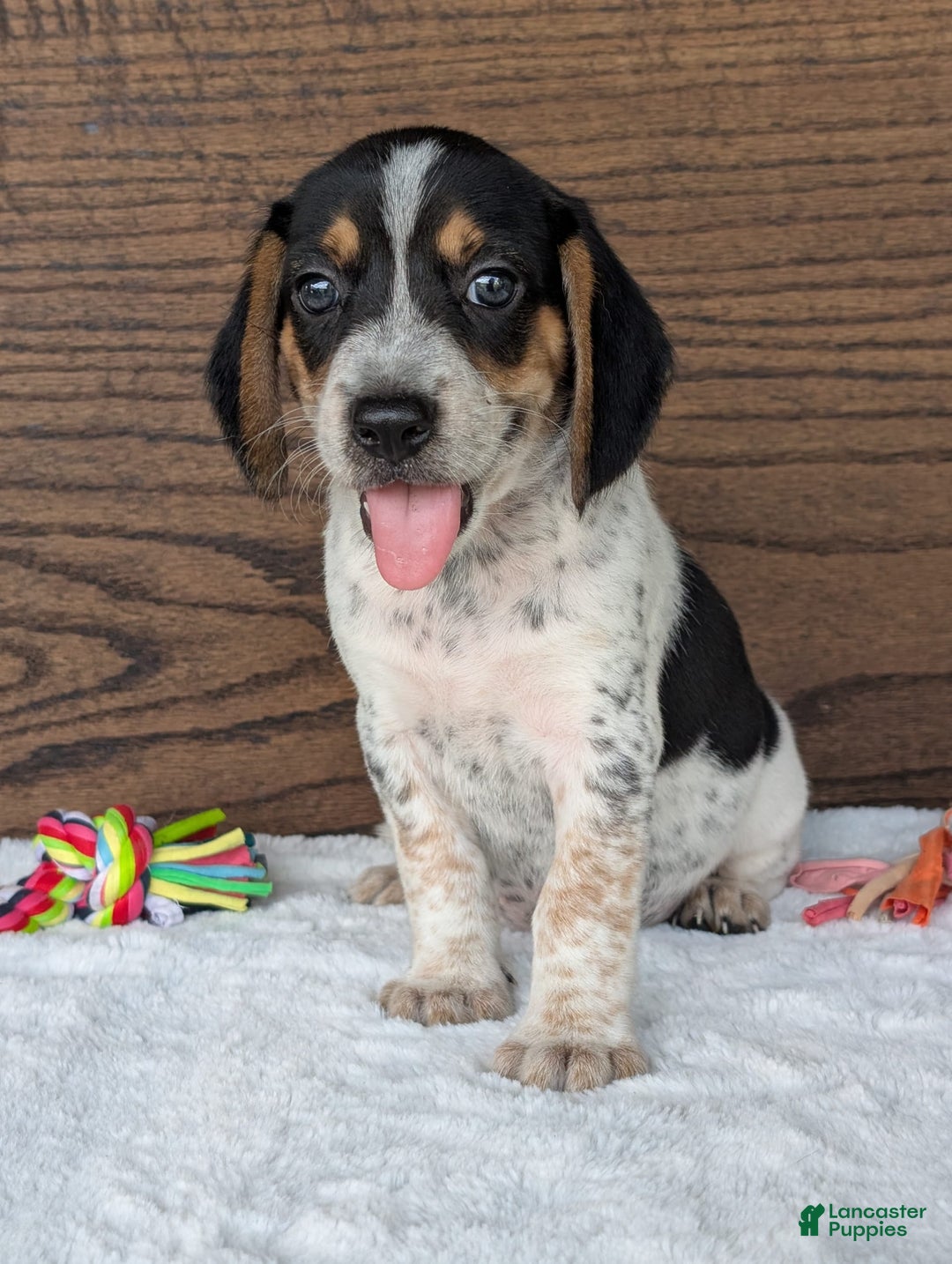 Beagle dogs for sale: Riley - Image 11