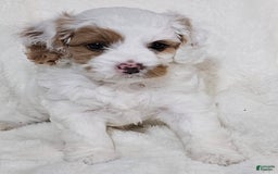 Cavapoo dogs for sale: Milkyway - Image 15