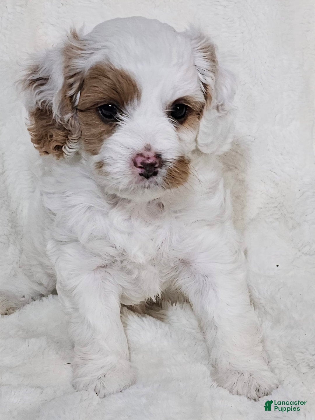 Cavapoo dogs for sale: Milkyway - Image 15