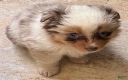  dogs for sale: Sailor - Image 2