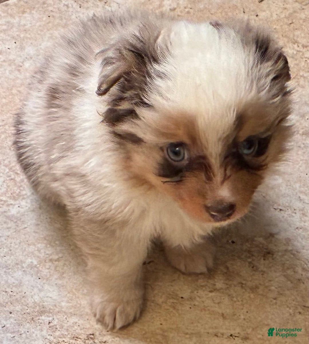  dogs for sale: Sailor - Image 2