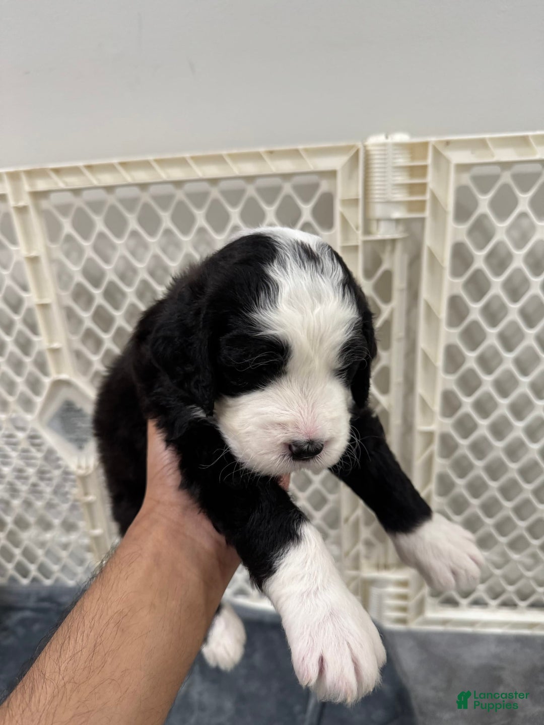 Saint Berdoodles dogs for sale: Harley - Image 1