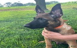 Belgian Malinois dogs for sale: Denny - Image 6