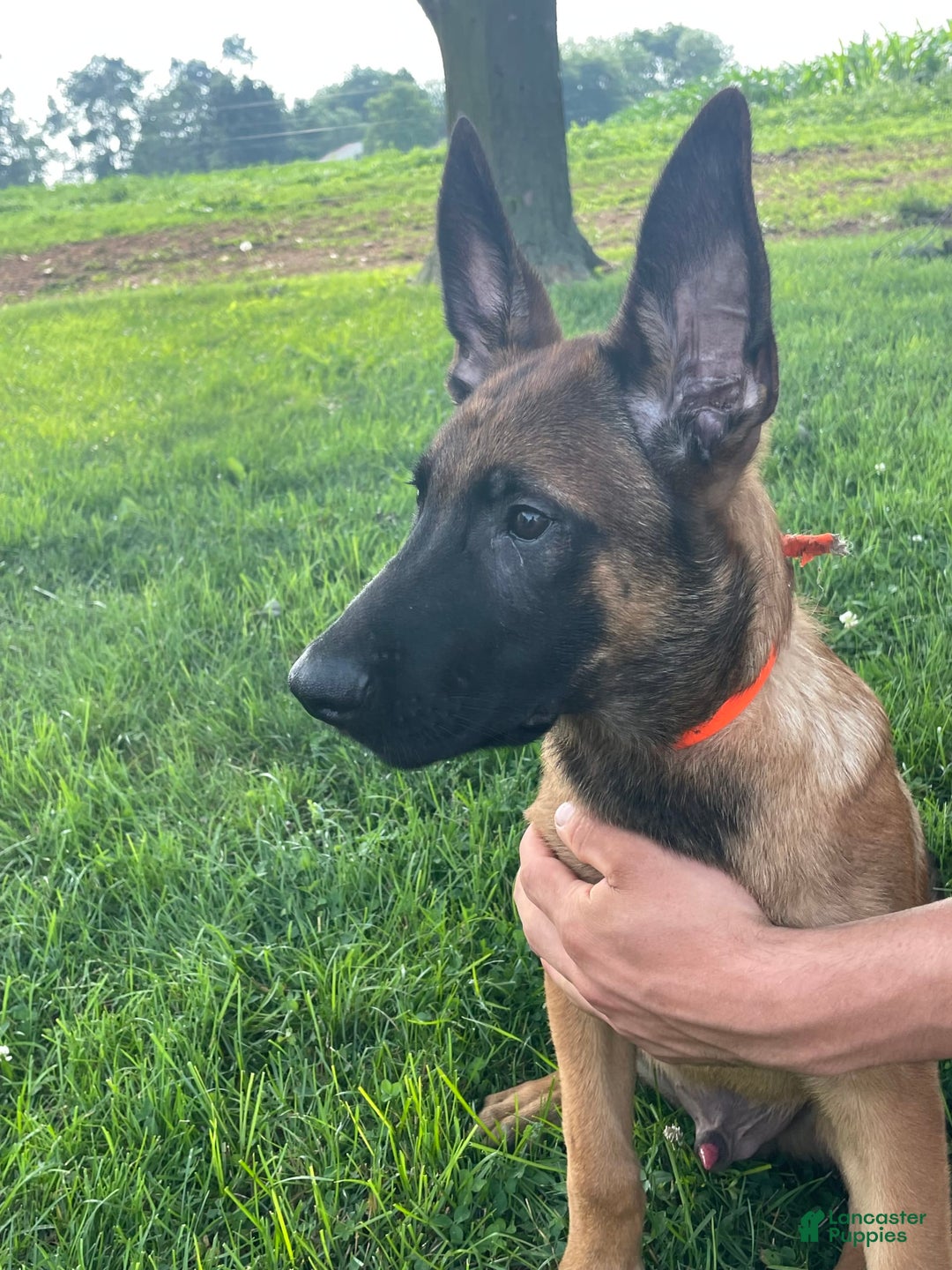 Belgian Malinois dogs for sale: Denny - Image 6