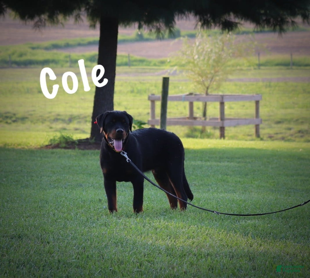Rottweiler dogs for sale: Rottweiler 1 puppies - Image 2