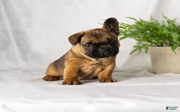 French Bulldog dogs for sale: Autumn - Image 3