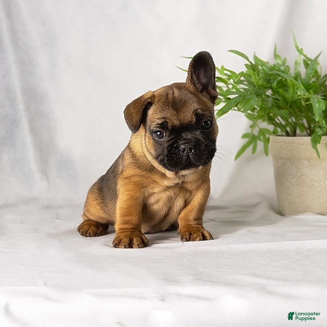 French Bulldog dogs for sale: Autumn - Image 3
