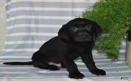 Labrador Retriever dogs for sale: Connor - Image 3