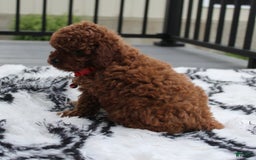 Toy Poodle dogs for sale: Kody - Image 3
