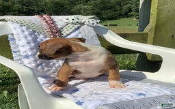 Boxer dogs for sale: Sammy - Image 2