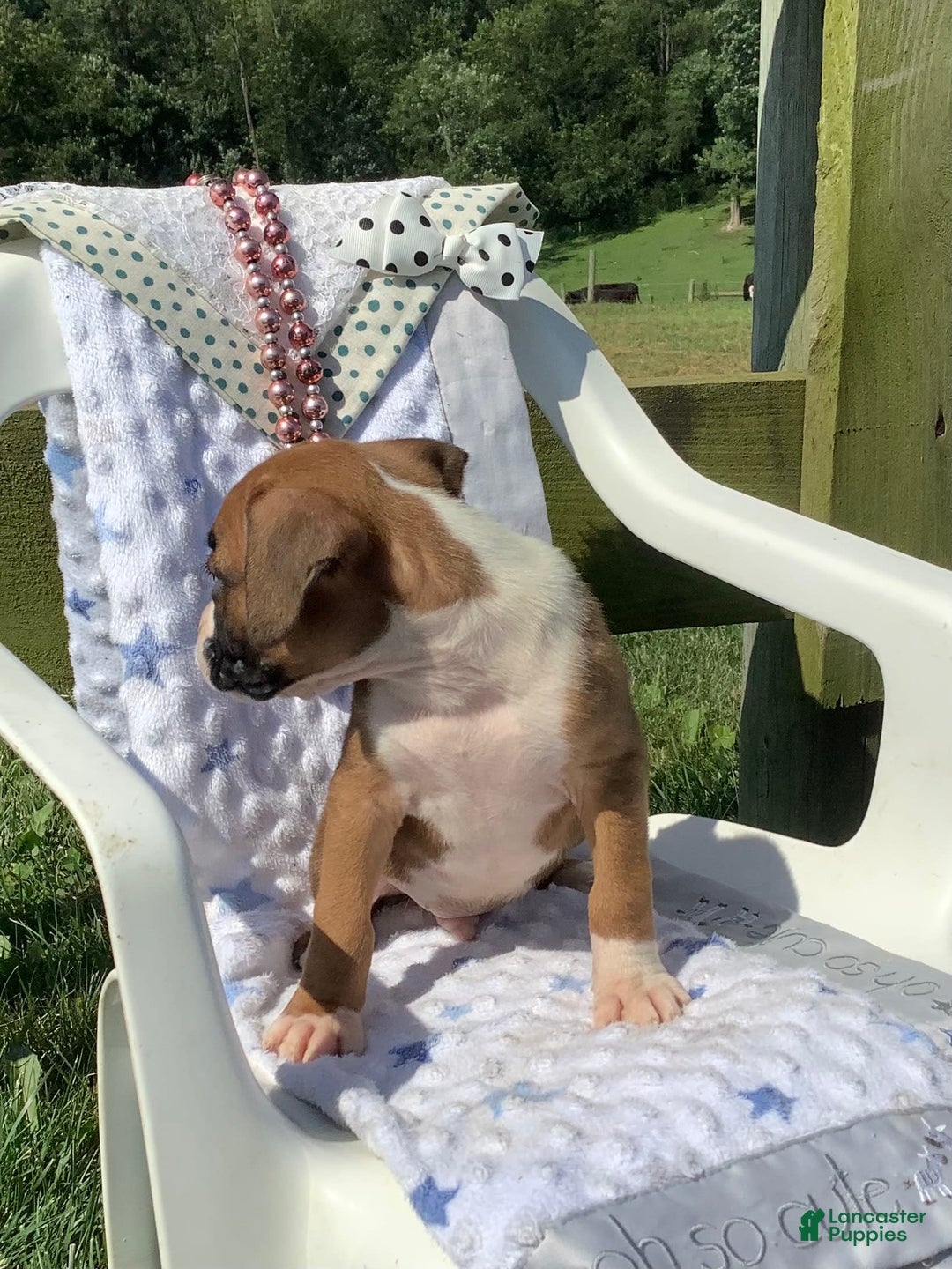 Boxer dogs for sale: Sammy - Image 2