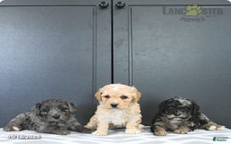 Mixed Breed dogs for sale: Abercrombie - Image 4