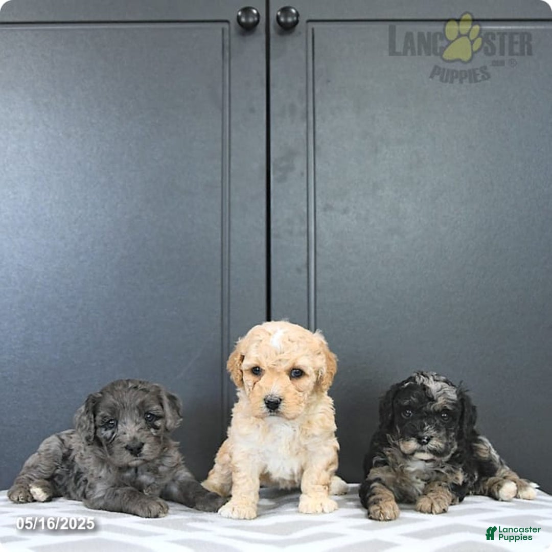Mixed Breed dogs for sale: Abercrombie - Image 4