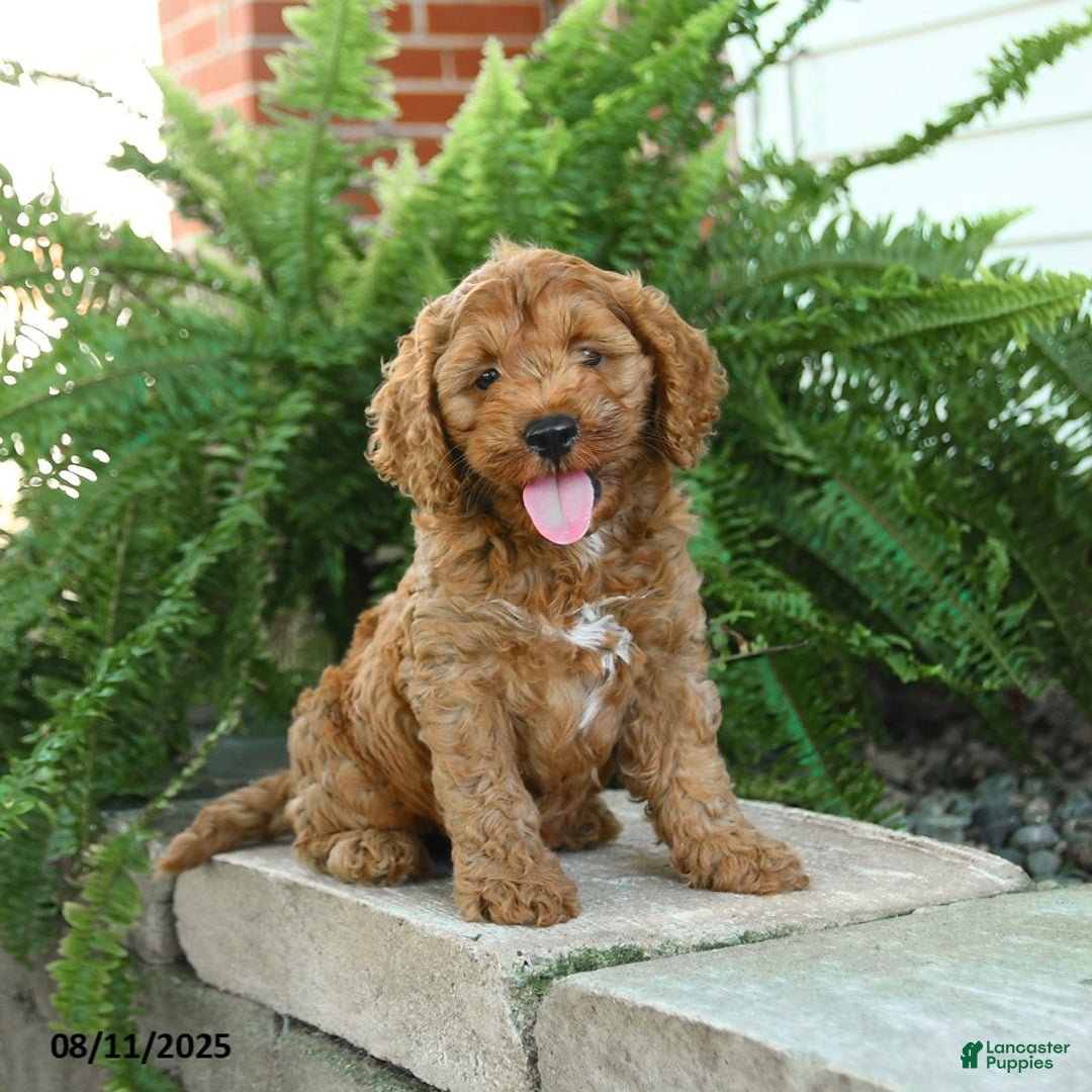 Cockapoo dogs for sale: Bear - Image 1