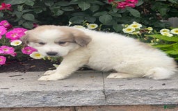 Great Pyrenees dogs for sale: George - Image 1