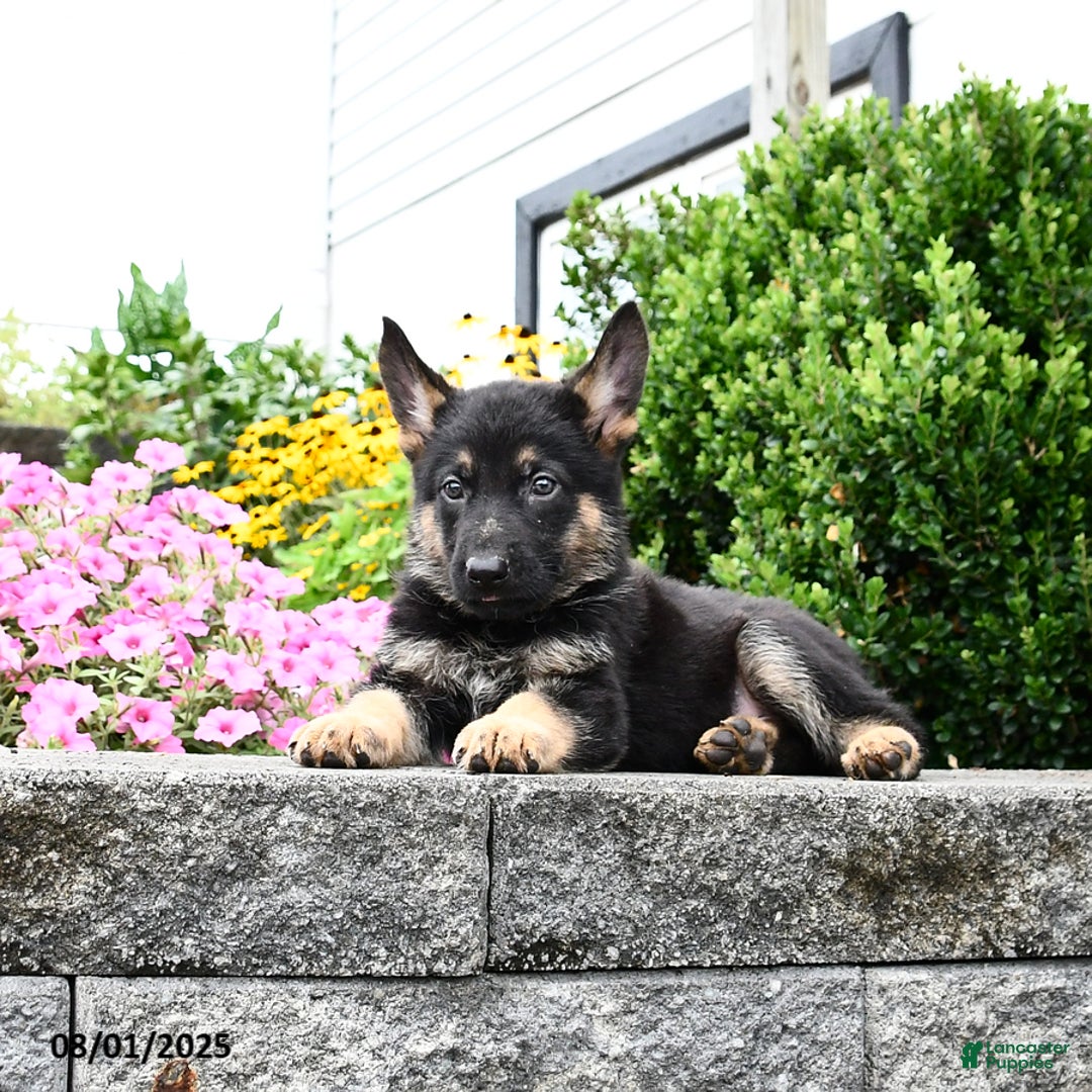 German Shepherd dogs for sale: Scooter - Image 3
