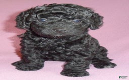 Yorkiepoo dogs for sale: Pepper - Image 15