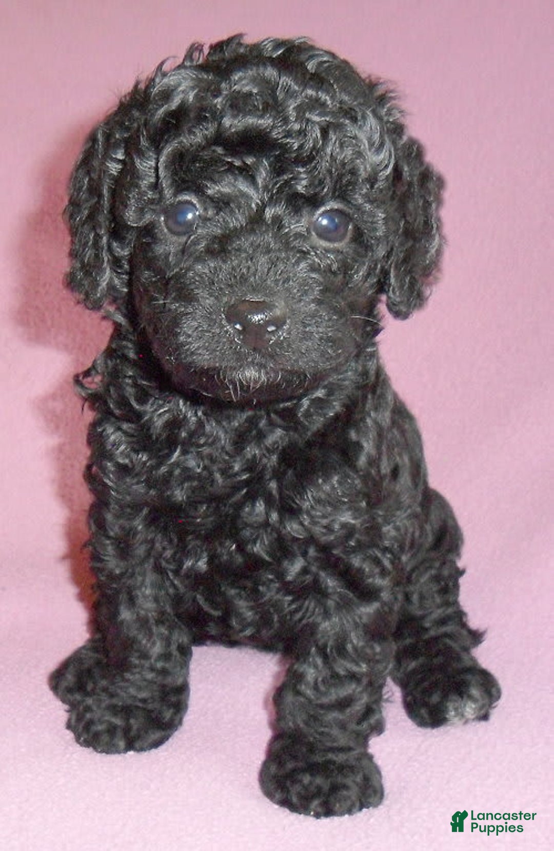 Yorkiepoo dogs for sale: Pepper - Image 15