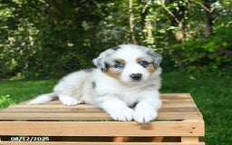 Australian Shepherd dogs for sale: Ashley - Image 5