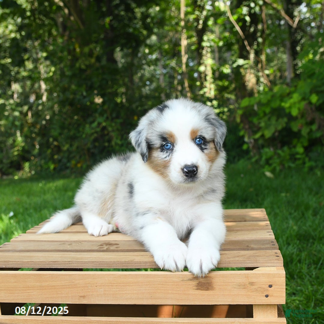 Australian Shepherd dogs for sale: Ashley - Image 5