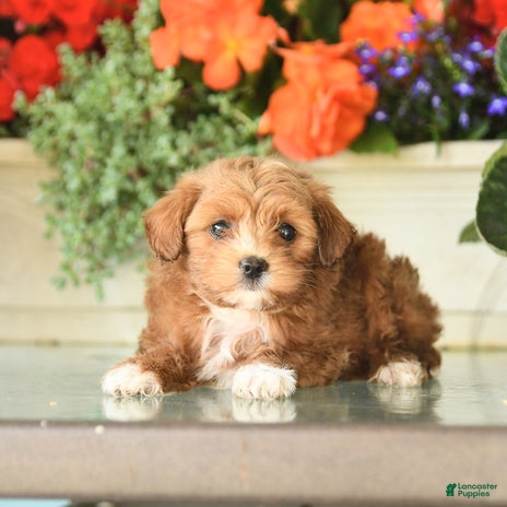 Maltipoo dogs for sale - Ad 1