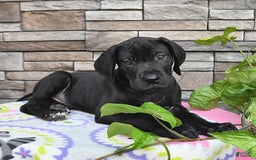 Great Dane dogs for sale: Coffee - Image 1
