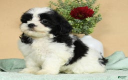 Teddy Bear dogs for sale: Sabrina - Image 8