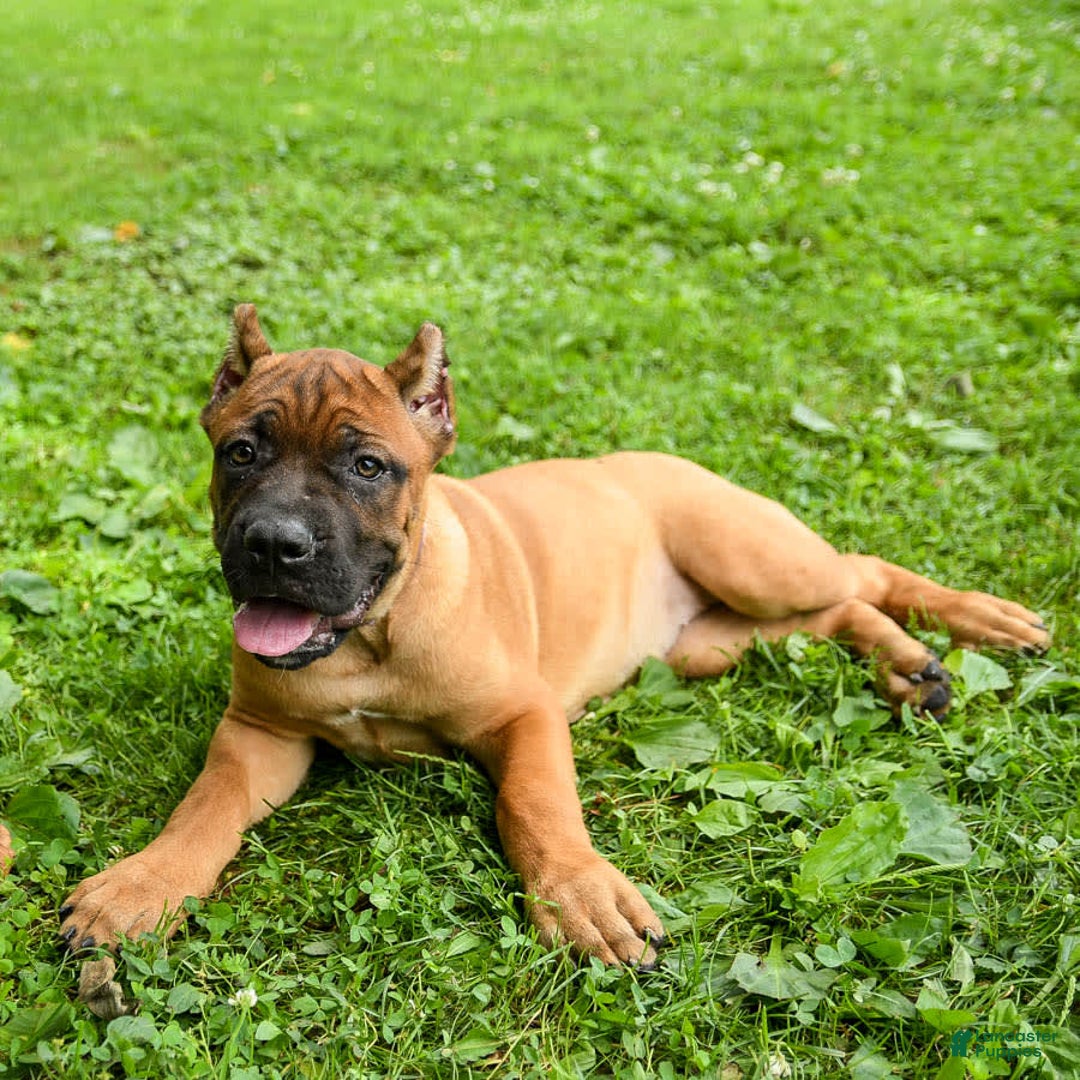 Cane Corso dogs for sale: Tova - Image 8