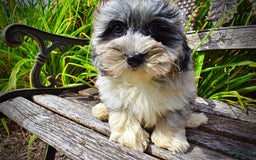 Havapoo dogs for sale: Elvis - Image 8