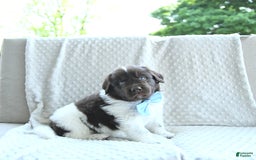 Newfoundland dogs for sale: Jasper - Image 1